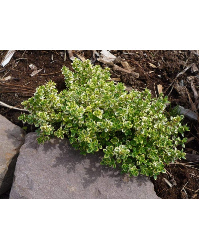 Чебрець лимонний Голден Лемон | Thymus citriodorus Golden Lemon | Тимьян лимонный Голден Лемон