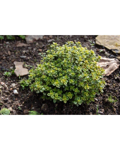 Чебрець лимонний Голден Лемон | Thymus citriodorus Golden Lemon | Тимьян лимонный Голден Лемон