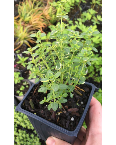 Чебрець лимонний Голден Лемон | Thymus citriodorus Golden Lemon | Тимьян лимонный Голден Лемон