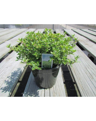 Чебрець лимонний Голден Лемон | Thymus citriodorus Golden Lemon | Тимьян лимонный Голден Лемон
