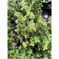 Чебрець лимонний Голден Лемон | Thymus citriodorus Golden Lemon | Тимьян лимонный Голден Лемон