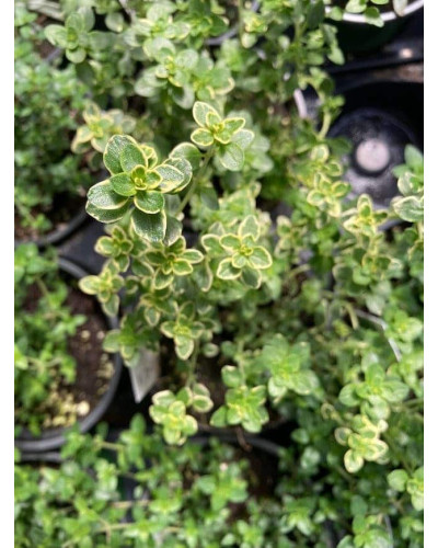 Чебрець лимонний Голден Лемон | Thymus citriodorus Golden Lemon | Тимьян лимонный Голден Лемон