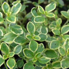Чебрець лимонний Голден Лемон | Thymus citriodorus Golden Lemon | Тимьян лимонный Голден Лемон