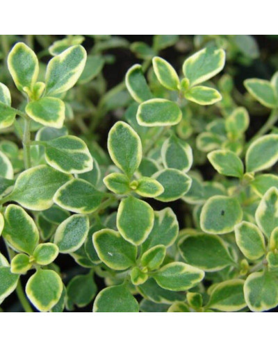 Чебрець лимонний Голден Лемон | Thymus citriodorus Golden Lemon | Тимьян лимонный Голден Лемон