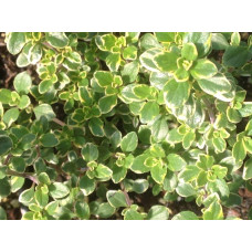 Чебрець лимонний Голден Лемон | Thymus citriodorus Golden Lemon | Тимьян лимонный Голден Лемон