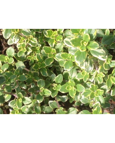 Чебрець лимонний Голден Лемон | Thymus citriodorus Golden Lemon | Тимьян лимонный Голден Лемон