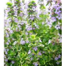 Чебрець лимонний Голден Лемон | Thymus citriodorus Golden Lemon | Тимьян лимонный Голден Лемон