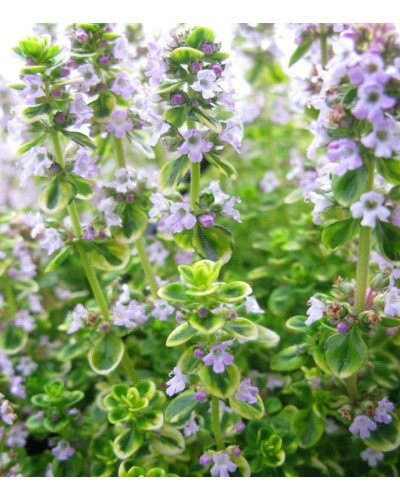 Чебрець лимонний Голден Лемон | Thymus citriodorus Golden Lemon | Тимьян лимонный Голден Лемон