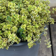 Чебрець лимонний Голден Лемон | Thymus citriodorus Golden Lemon | Тимьян лимонный Голден Лемон