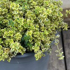 Чебрець лимонний Голден Лемон | Thymus citriodorus Golden Lemon | Тимьян лимонный Голден Лемон