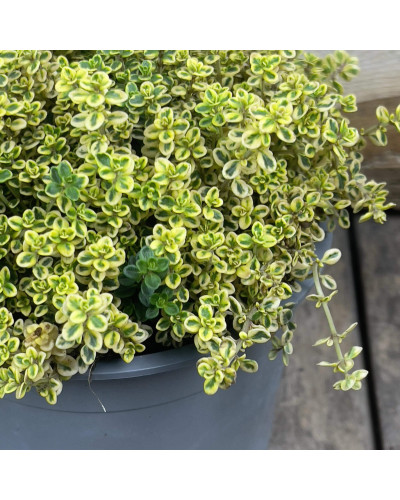 Чебрець лимонний Голден Лемон | Thymus citriodorus Golden Lemon | Тимьян лимонный Голден Лемон