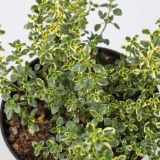 Чебрець лимонний Голден Лемон | Thymus citriodorus Golden Lemon | Тимьян лимонный Голден Лемон