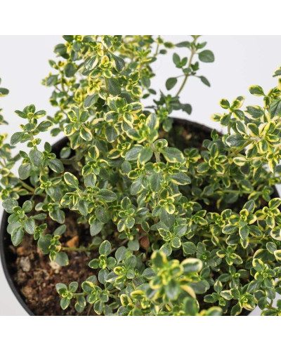 Чебрець лимонний Голден Лемон | Thymus citriodorus Golden Lemon | Тимьян лимонный Голден Лемон