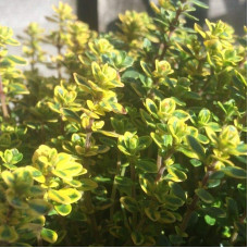Чебрець лимонний Голден Лемон | Thymus citriodorus Golden Lemon | Тимьян лимонный Голден Лемон