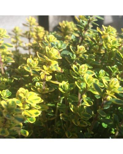 Чебрець лимонний Голден Лемон | Thymus citriodorus Golden Lemon | Тимьян лимонный Голден Лемон