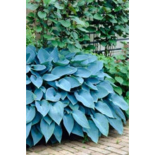 Хоста гібридна Блю Мун | Hosta hybrida Blue Moon | Хоста гибридная Блю Мун