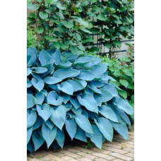 Хоста гібридна Блю Мун | Hosta hybrida Blue Moon | Хоста гибридная Блю Мун