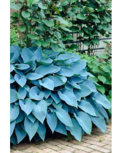 Хоста гібридна Блю Мун | Hosta hybrida Blue Moon | Хоста гибридная Блю Мун