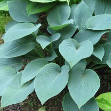 Хоста гібридна Блю Мун | Hosta hybrida Blue Moon | Хоста гибридная Блю Мун