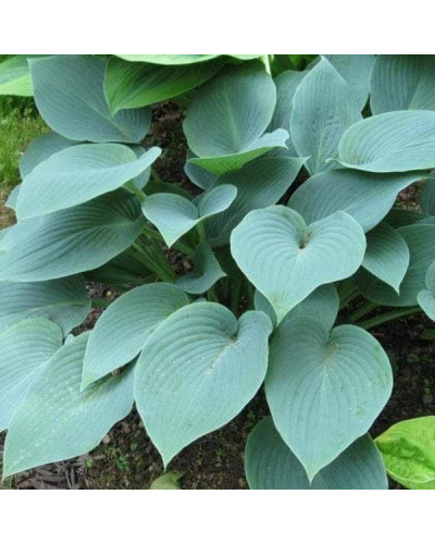 Хоста гібридна Блю Мун | Hosta hybrida Blue Moon | Хоста гибридная Блю Мун