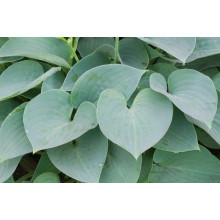 Хоста гібридна Блю Мун | Hosta hybrida Blue Moon | Хоста гибридная Блю Мун