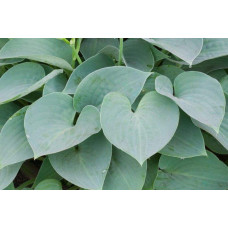 Хоста гібридна Блю Мун | Hosta hybrida Blue Moon | Хоста гибридная Блю Мун