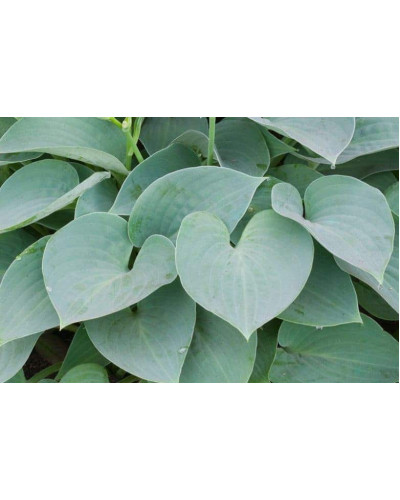 Хоста гібридна Блю Мун | Hosta hybrida Blue Moon | Хоста гибридная Блю Мун