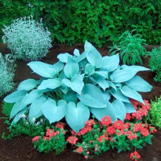 Хоста гібридна Блю Мун | Hosta hybrida Blue Moon | Хоста гибридная Блю Мун