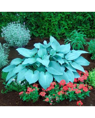 Хоста гібридна Блю Мун | Hosta hybrida Blue Moon | Хоста гибридная Блю Мун
