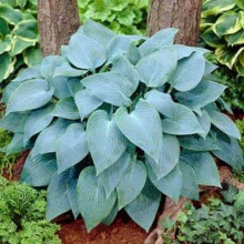 Хоста гібридна Блю Мун | Hosta hybrida Blue Moon | Хоста гибридная Блю Мун