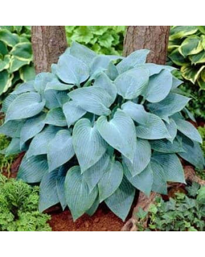 Хоста гібридна Блю Мун | Hosta hybrida Blue Moon | Хоста гибридная Блю Мун