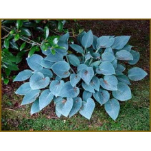 Хоста гібридна Блю Мун | Hosta hybrida Blue Moon | Хоста гибридная Блю Мун