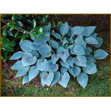 Хоста гібридна Блю Мун | Hosta hybrida Blue Moon | Хоста гибридная Блю Мун