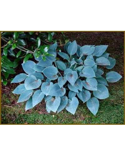 Хоста гібридна Блю Мун | Hosta hybrida Blue Moon | Хоста гибридная Блю Мун