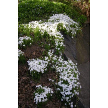 Флокс шилоподібний Альба (білий) | Phlox subulata Alba (white) | Флокс шиловидный Альба (белый)
