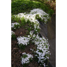 Флокс шилоподібний Альба (білий) | Phlox subulata Alba (white) | Флокс шиловидный Альба (белый)
