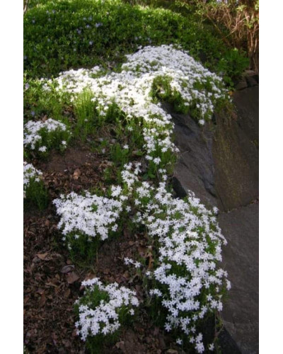 Флокс шилоподібний Альба (білий) | Phlox subulata Alba (white) | Флокс шиловидный Альба (белый)