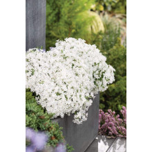 Флокс шилоподібний Альба (білий) | Phlox subulata Alba (white) | Флокс шиловидный Альба (белый)