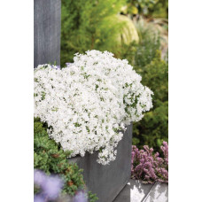 Флокс шилоподібний Альба (білий) | Phlox subulata Alba (white) | Флокс шиловидный Альба (белый)