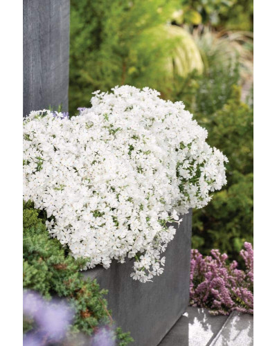 Флокс шилоподібний Альба (білий) | Phlox subulata Alba (white) | Флокс шиловидный Альба (белый)
