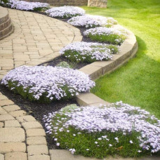 Флокс шилоподібний Альба (білий) | Phlox subulata Alba (white) | Флокс шиловидный Альба (белый)
