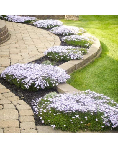 Флокс шилоподібний Альба (білий) | Phlox subulata Alba (white) | Флокс шиловидный Альба (белый)