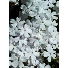 Флокс шилоподібний Альба (білий) | Phlox subulata Alba (white) | Флокс шиловидный Альба (белый)