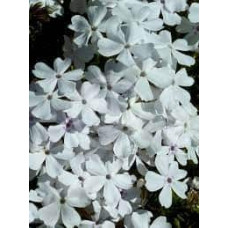 Флокс шилоподібний Альба (білий) | Phlox subulata Alba (white) | Флокс шиловидный Альба (белый)