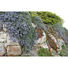 Розмарин лікарський Поінт ду Раз | Rosmarinus officinalis Pointe du Raz | Розмарин лекарственный Поинт ду Раз