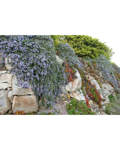 Розмарин лікарський Поінт ду Раз | Rosmarinus officinalis Pointe du Raz | Розмарин лекарственный Поинт ду Раз