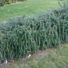 Розмарин лікарський Поінт ду Раз | Rosmarinus officinalis Pointe du Raz | Розмарин лекарственный Поинт ду Раз