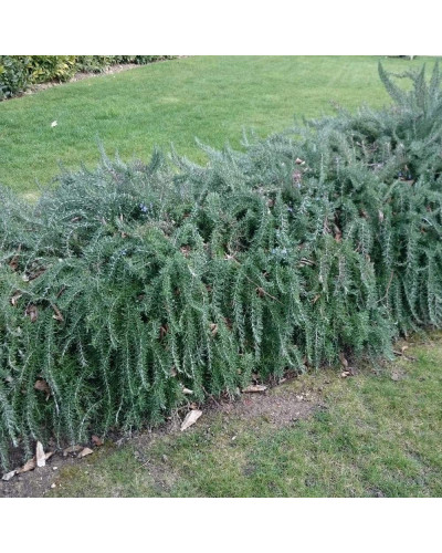 Розмарин лікарський Поінт ду Раз | Rosmarinus officinalis Pointe du Raz | Розмарин лекарственный Поинт ду Раз