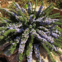 Розмарин лікарський Поінт ду Раз | Rosmarinus officinalis Pointe du Raz | Розмарин лекарственный Поинт ду Раз