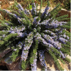 Розмарин лікарський Поінт ду Раз | Rosmarinus officinalis Pointe du Raz | Розмарин лекарственный Поинт ду Раз